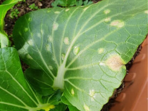 Azoxystrobin 250g/l + Difenoconazole 125g/l: