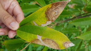 Mancozeb 48% + Metalaxyl 10%