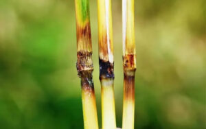 Difenoconazole 200g/l + Propiconazole 200g/l