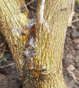 Dimethomorph 500g/kg