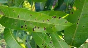 Cyproconazole 80g/l + Propiconazole 260g/l