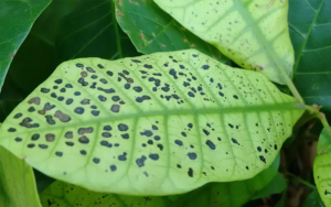 Copper Hydroxide 770g/kg