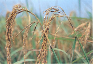 Hexaconazole 32g/kg + Isoprothiolane 350g/kg + Tricyclazole 440g/kg