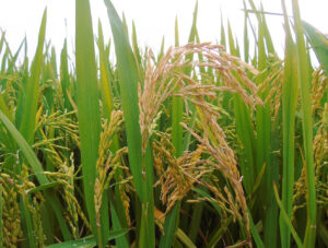 Isoprothiolane 400g/l