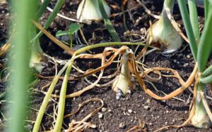 Bismethiazol 300g/kg