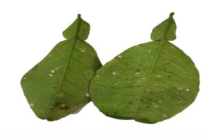 Chlorothalonil 750g/kg