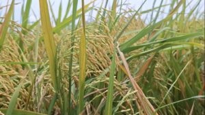 Difenoconazole 155g/l + Propiconazole 155g/l + Tebuconazole 50g/l