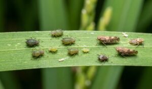 Dimethoate 400g/l + Fenobucarb 100g/l