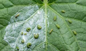 Abamectin 22 g/L + Spinosad 25 g/L