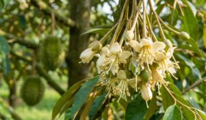 Abamectin 22 g/L + Spinosad 25 g/L