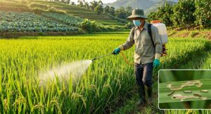 Emamectin Benzoate 8%