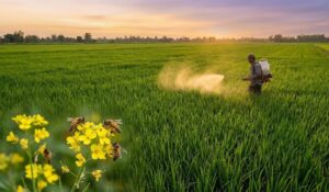 Acetamiprid 25% Và Imidacloprid 8%