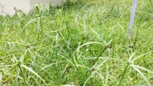 Diquat dibromide